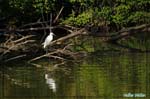 Aigrette garzette